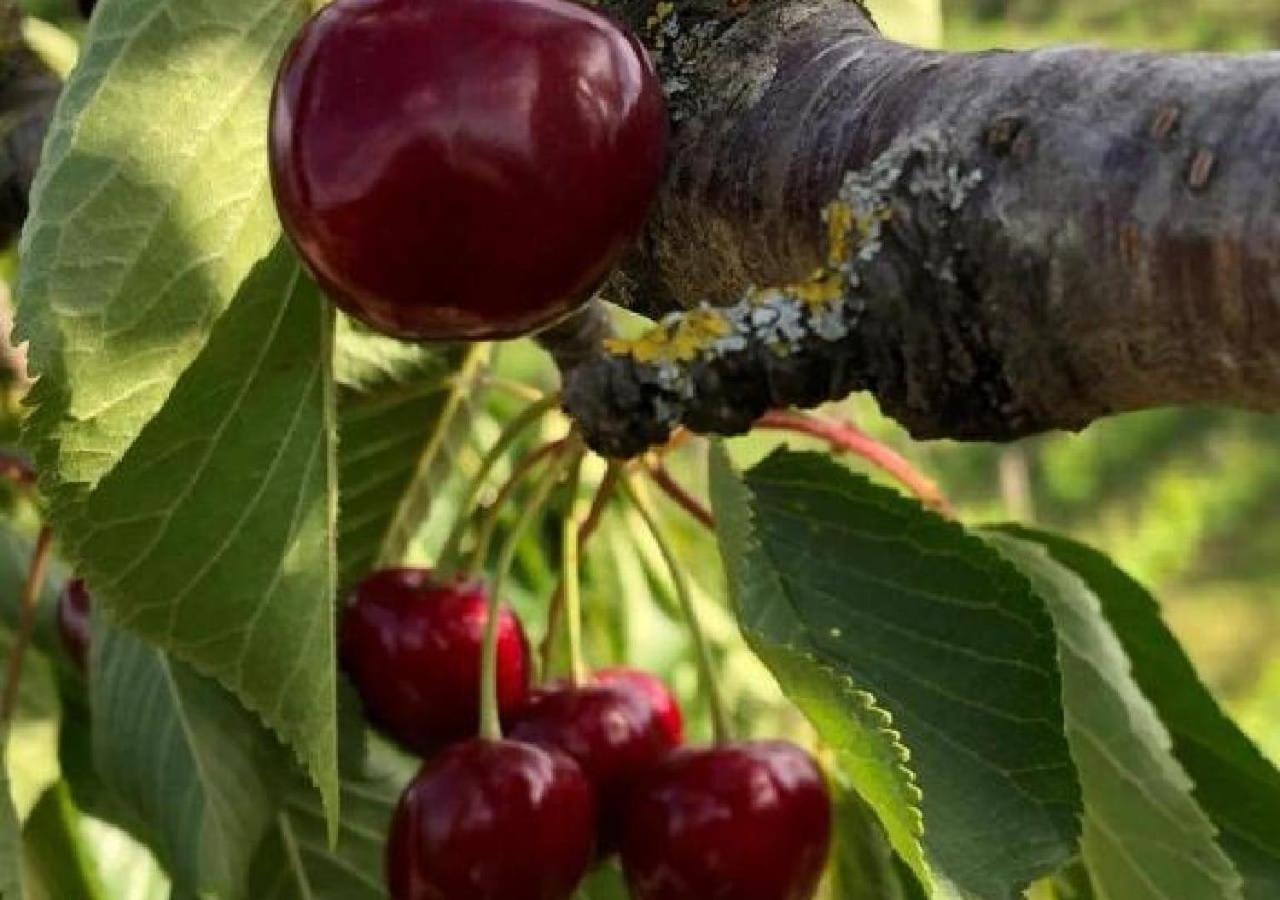 Azienda Agraria La Casella Montalcino Eksteriør billede