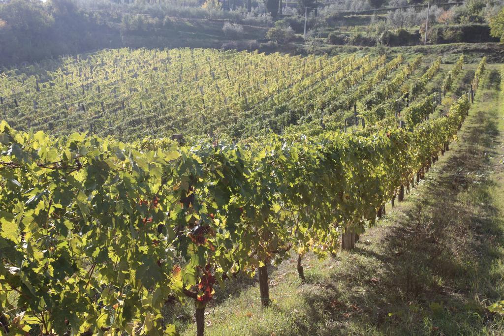 Azienda Agraria La Casella Montalcino Eksteriør billede